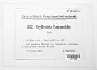 Phyllosticta hamamelidis image